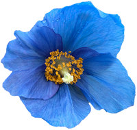 Blue-Poppy-Icon