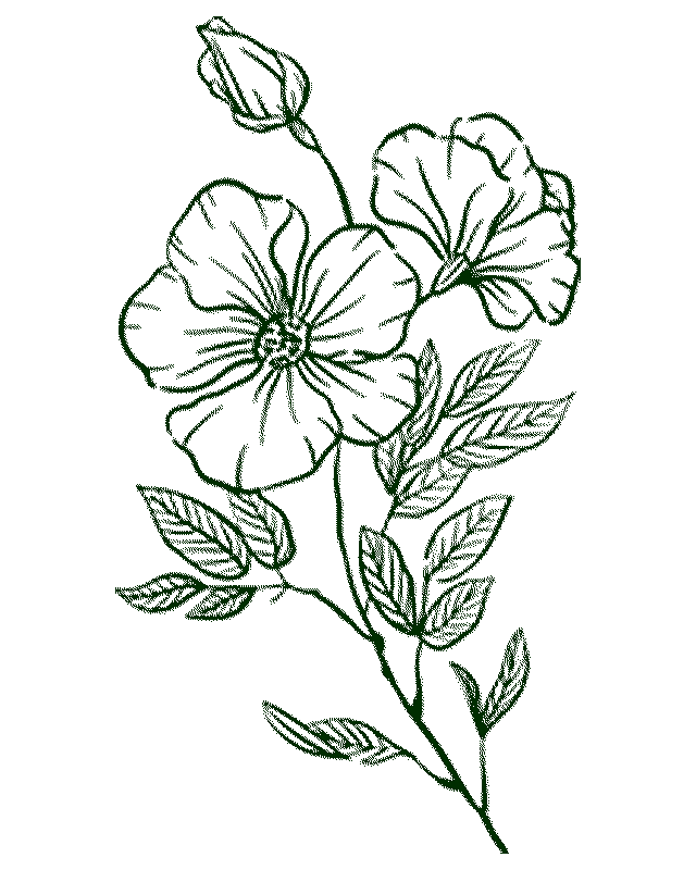 Book-Page-Plants-A
