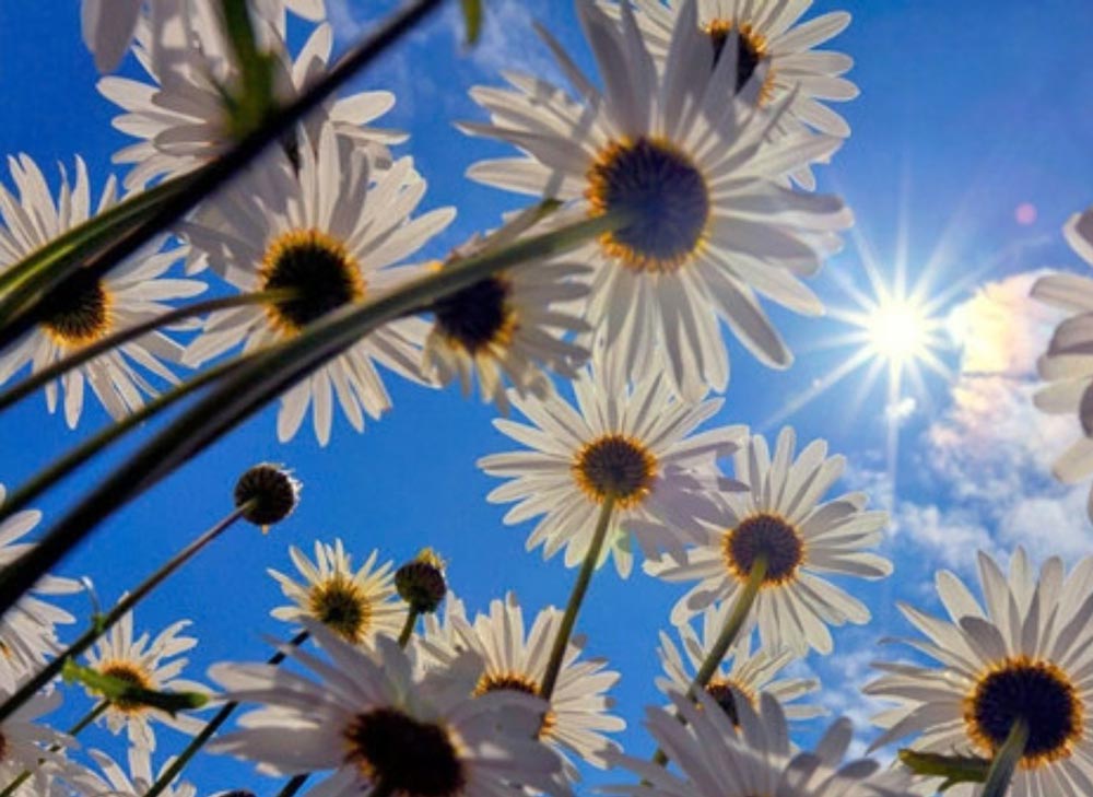 Daisies-
