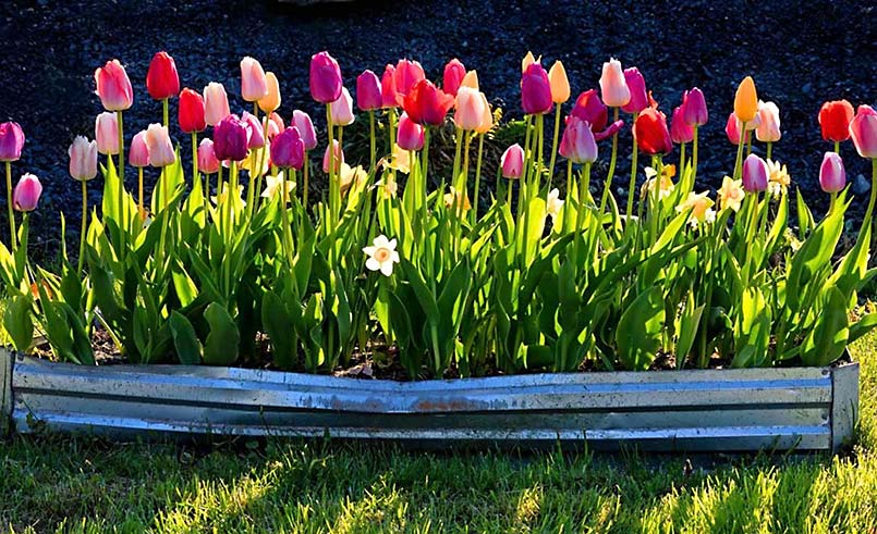 Tulips-Book-Page